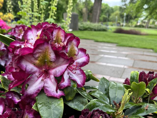 Design: Rhododendron